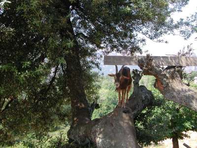 Chvre d'Evisa dans son arbre.
